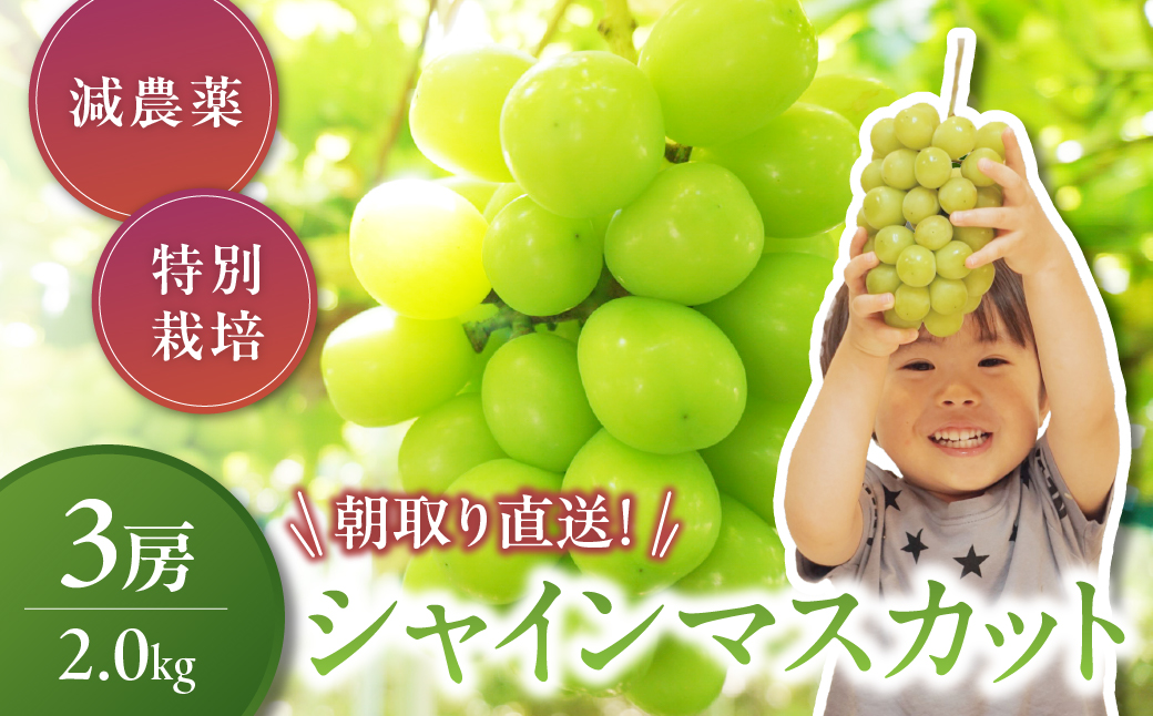 [来年(2026年/令和8年)発送[先行予約]]山梨県産 減農薬シャインマスカット2.0kg/3房