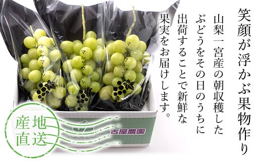 【2026年発送★先行予約】シャインマスカット 約1.1kg以上 山梨県笛吹市一宮産 朝採り 産地直送 088-023