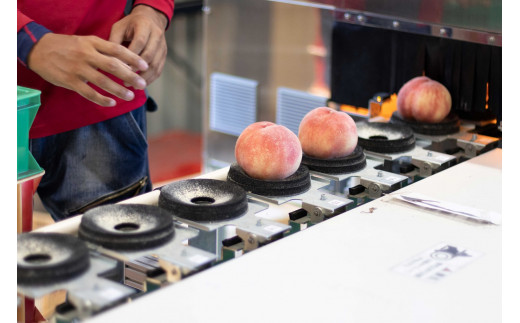 【数量超限定】夢白桃  2.3kg以上（5～6個）光センサ使用　糖度13.5％以上　朝摘み産地直送088-029|白桃 もも 桃 甘い白桃 もも 桃 甘い白桃 もも 桃 甘い白桃 もも 桃 甘い白桃 もも 桃 甘い白桃 もも 桃 甘い白桃 もも 桃 甘い白桃 もも 桃 甘い白桃 もも 桃 甘い白桃 もも 桃 甘い白桃 もも 桃 甘い白桃 もも 桃 甘い白桃 もも 桃 甘い白桃 もも 桃 甘い|