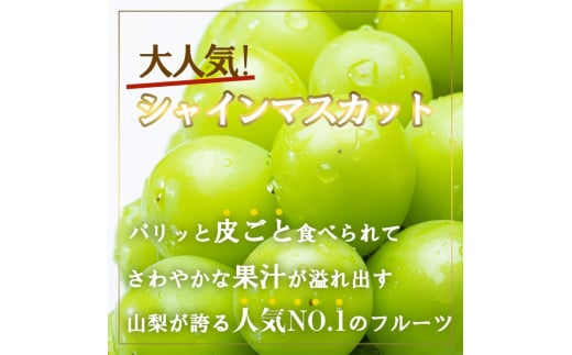 【2026年発送★先行予約】厳選!!池田青果のシャインマスカット1.5~1.6 kg 2 房~4 房 173-007