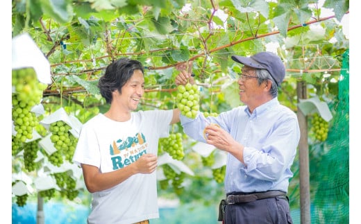 【2026年発送★先行予約】さわやかに滴るシャインマスカット 約1.2kg以上065-023