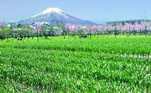 甲斐の黒にんにく082-001|にんにく 黒にんにく 薬味にんにく