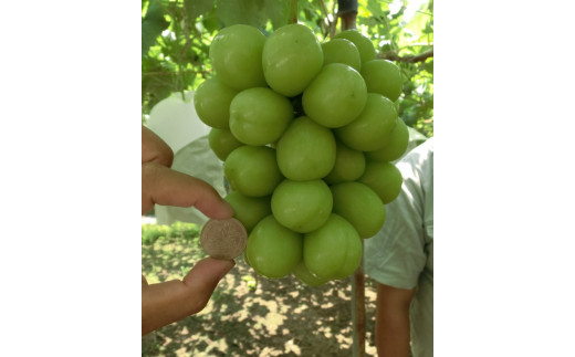 【2026年発送★先行予約】☆絶品☆ シャインマスカット 3-6房約3.0kg090-005