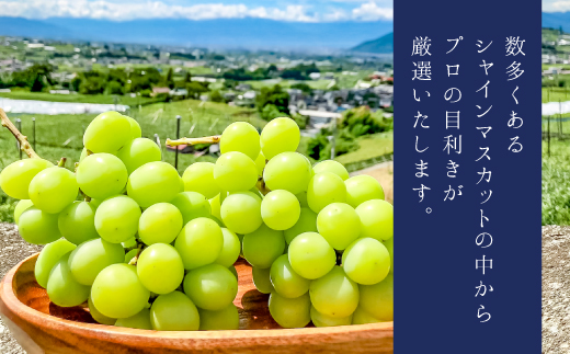 【2026年発送★先行予約】高級ぶどう シャインマスカット 1.2kg（2～3房入り）　103-001