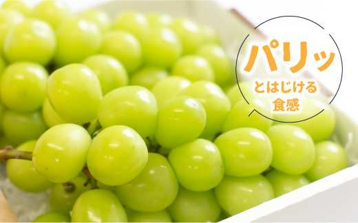 【2026年発送★先行予約】産地厳選シャインマスカット600g～700g（1房）106-021