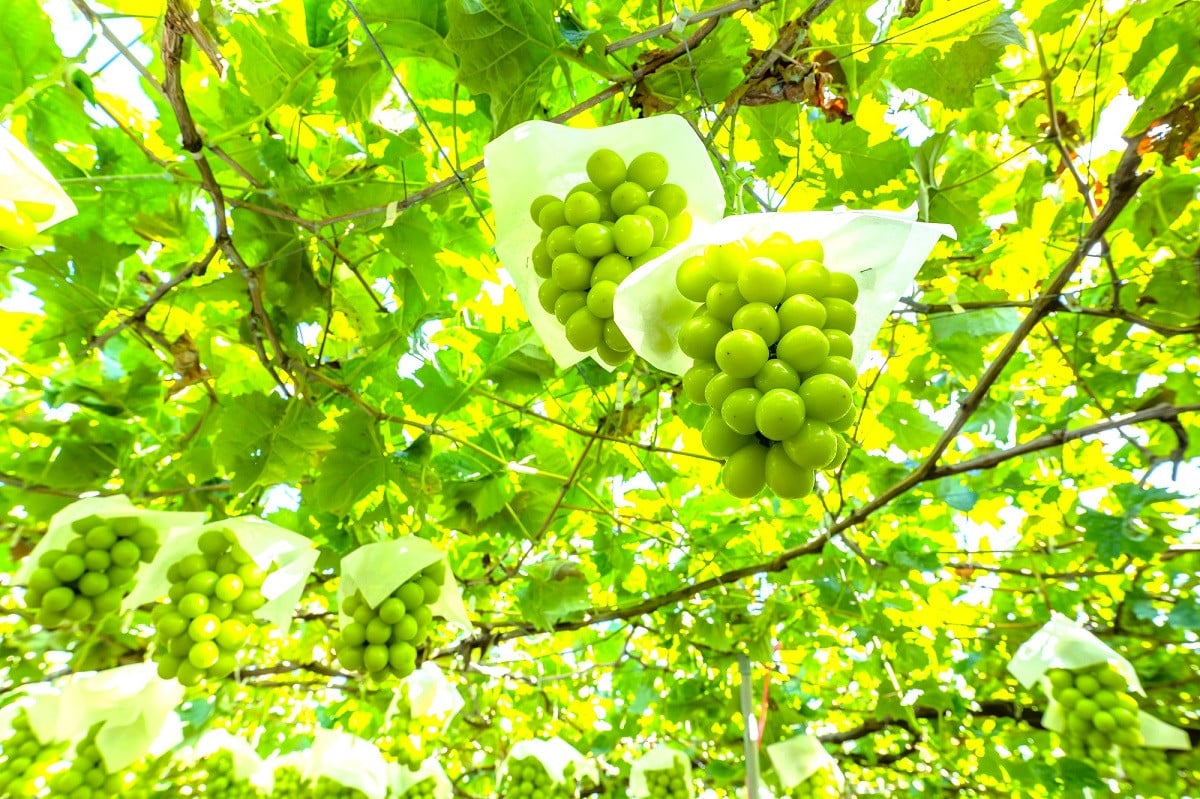 ＜25年発送先行予約＞【年2回定期便】桃・シャインマスカット 106-022