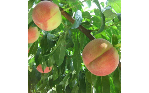 【2026年発送★先行予約】ももの名産地 山梨の桃 約2kg（5～8玉入り）109-009