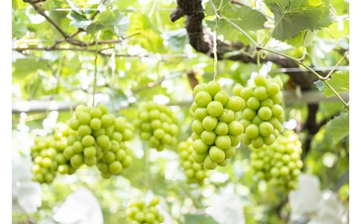 【2026年発送★先行予約】厳選シャイン1.2kg（2～4房） 111-015