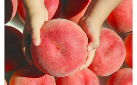 山梨の完熟桃3kg111-019|桃 もも 完熟 3kg桃 もも 完熟 3kg桃 もも 完熟 3kg桃 もも 完熟 3kg桃 もも 完熟 3kg桃 もも 完熟 3kg桃 もも 完熟 3kg桃 もも 完熟 3kg桃 もも 完熟 3kg桃 もも 完熟 3kg桃 もも 完熟 3kg桃 もも 完熟 3kg桃 もも 完熟 3kg桃 もも 完熟 3kg|