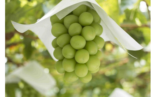 ＜25年発送先行予約＞シャインマスカット　2～3房1.2kg以上　クール便対応★136-011|シャインマスカット ぶどう 山梨 山梨県シャインマスカット ぶどう 山梨 山梨県シャインマスカット ぶどう 山梨 山梨県シャインマスカット ぶどう 山梨 山梨県シャインマスカット ぶどう 山梨 山梨県シャインマスカット ぶどう 山梨 山梨県シャインマスカット ぶどう 山梨 山梨県シャインマスカット ぶどう 山梨 山梨県|