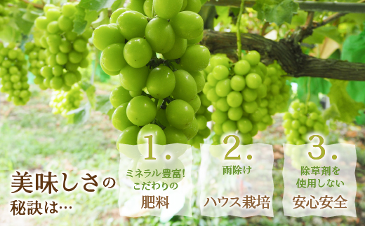 【2026年発送★先行予約】厳選！山梨県笛吹市産 シャインマスカット 約700g（1房） 156-005