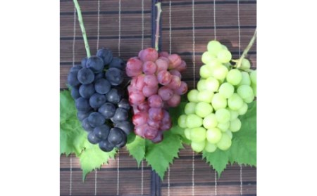 【2026年発送★先行予約】厳選！ 山梨県笛吹市産 シャインマスカット含む３色セット 約1.8kg 156-007