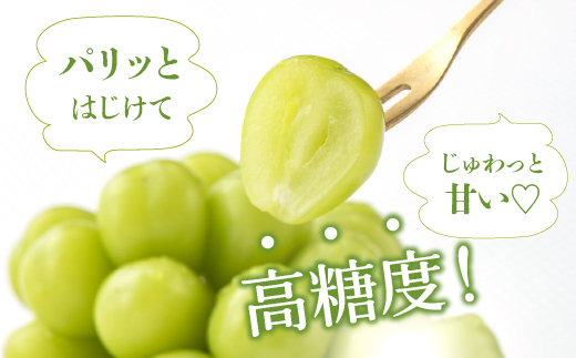 【2026年発送★先行予約】厳選！ 山梨県笛吹市産シャインマスカット 約1.0kg(2～3房) 156-009