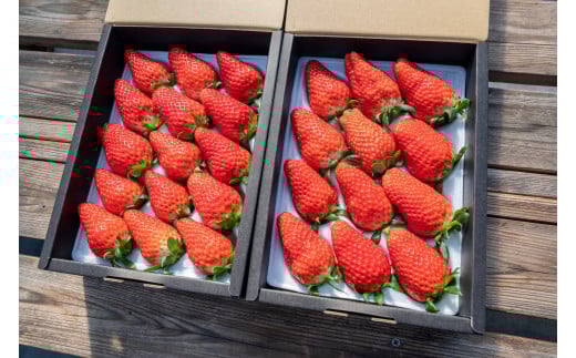 【山梨県笛吹市】大粒いちご12～15粒入り 164-004
