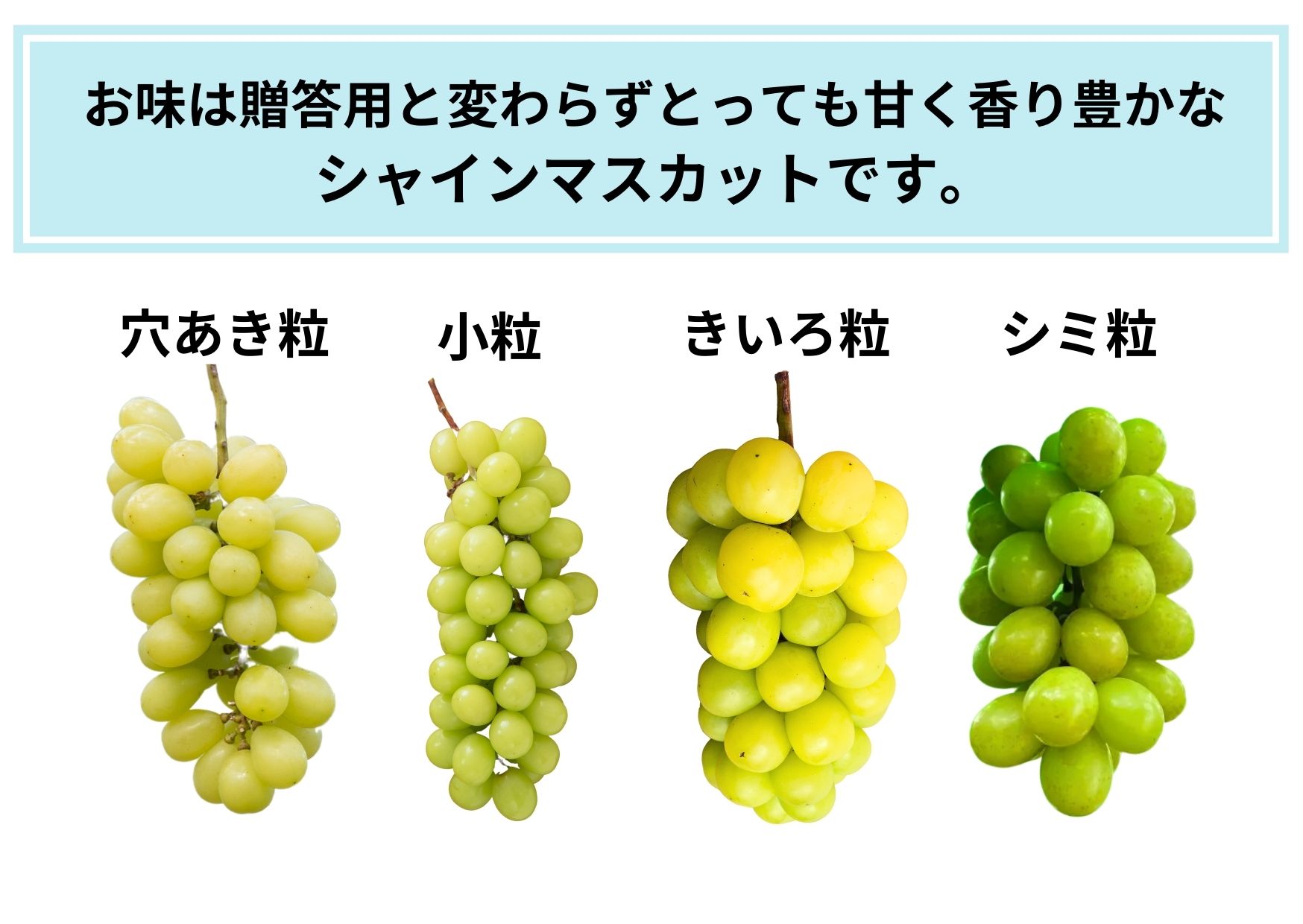 【2026年発送★先行予約】【ご家庭用に】笛吹市産『訳ありシャインマスカット』1.5kg 167-013