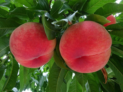 【2026年発送★先行予約】『山梨夏の味覚定期便』笛吹市産旬の桃とシャインマスカット各１回 167-014