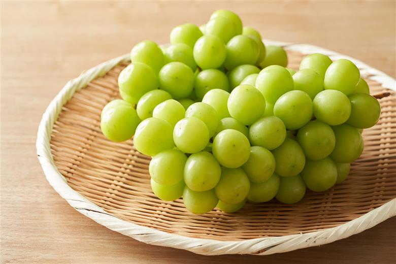 【2026年発送★先行予約】甘さ抜群プリプリ　シャインマスカット　2～3房　1.2kg以上 168-001-26y