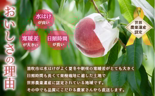 【2026年発送★先行予約】笛吹市産　訳あり桃 約3kg（7～12玉） 205-003