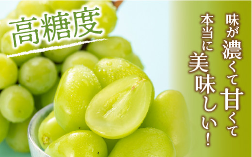 【2026年発送★先行予約】笛吹市産　シャインマスカット　約1.5kg（2～4房） 205-007