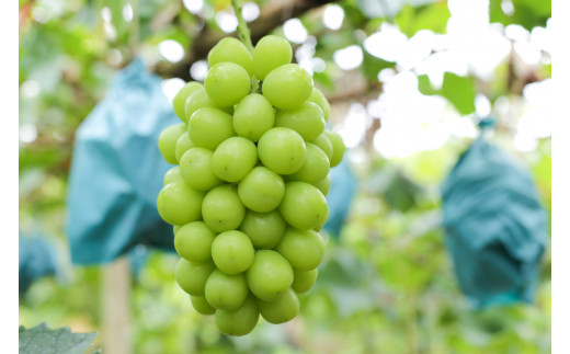 ＜26年発送先行予約＞笛吹市産シャインマスカット（匠）2～3房 1kg以上 210-002