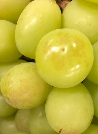 【2026年発送★先行予約】山梨県笛吹市産　わけありシャインマスカット　1kg　2房から3房 223-008