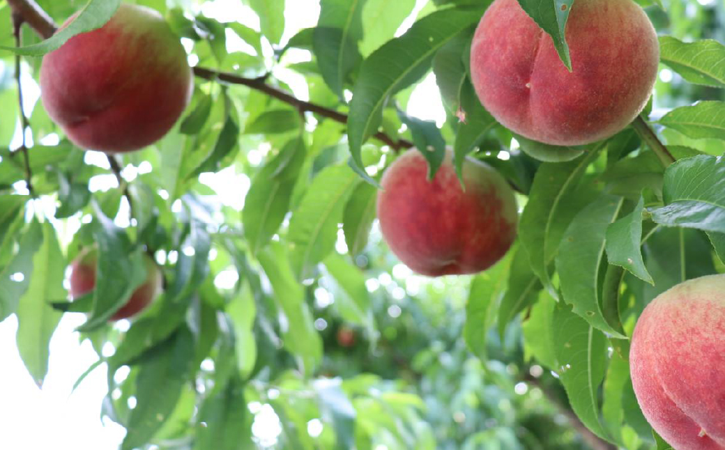 【2026年発送★先行予約】笛吹市産　大玉もも　1.5kg(4～5玉) 227-007