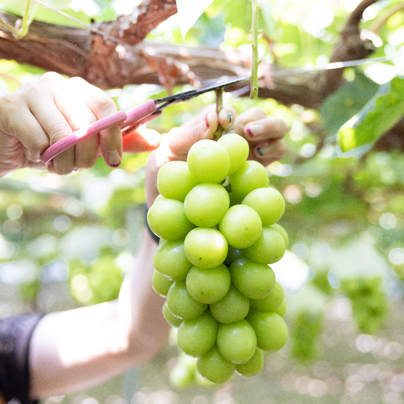 【2026年発送★先行予約】こだわりの逸品!　甘さと香り際立つ山梨県産シャインマスカット2房(合計1kg程度) 229-001