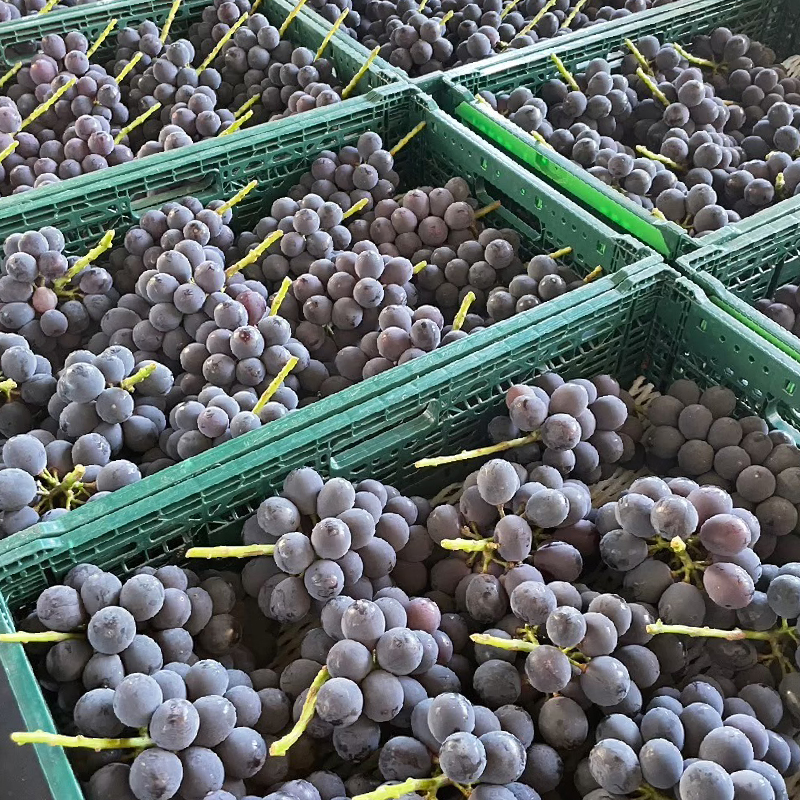 【2026年発送★先行予約】シャインマスカット&黒系ぶどう 各1房(2房合計1kg程度) 　 229-003