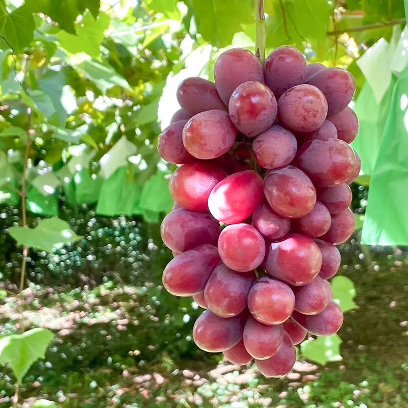 ＜25年発送先行予約＞シャインマスカット&赤系ぶどう 各1房(2房合計1kg程度) 229-004