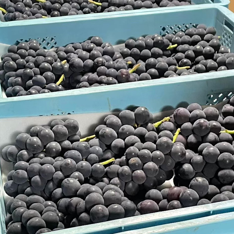 【2026年発送★先行予約】黒系ぶどう2房(合計1kg程度) 229-005