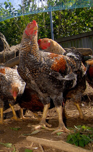 甲州地どり正肉セット(700g) 011-001|甲州地鶏 肉 甲州地どり 鶏肉 甲州甲州地鶏 肉 甲州地どり 鶏肉 甲州甲州地鶏 肉 甲州地どり 鶏肉 甲州甲州地鶏 肉 甲州地どり 鶏肉 甲州甲州地鶏 肉 甲州地どり 鶏肉 甲州甲州地鶏 肉 甲州地どり 鶏肉 甲州甲州地鶏 肉 甲州地どり 鶏肉 甲州甲州地鶏 肉 甲州地どり 鶏肉 甲州甲州地鶏 肉 甲州地どり 鶏肉 甲州甲州地鶏 肉 甲州地どり 鶏肉 甲州甲州地鶏 肉 甲州地どり 鶏肉 甲州|