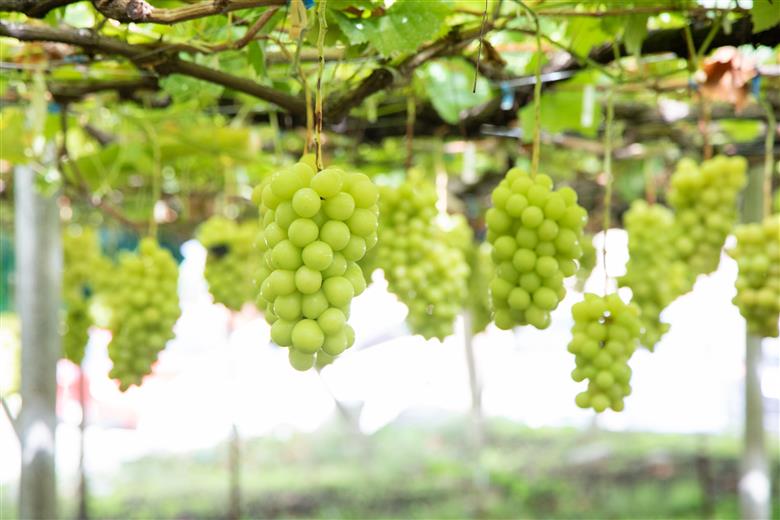 【2026年発送★先行予約】シャインマスカット ビックサイズ１房　山梨県笛吹市一宮産 朝採り 産地直送 088-041