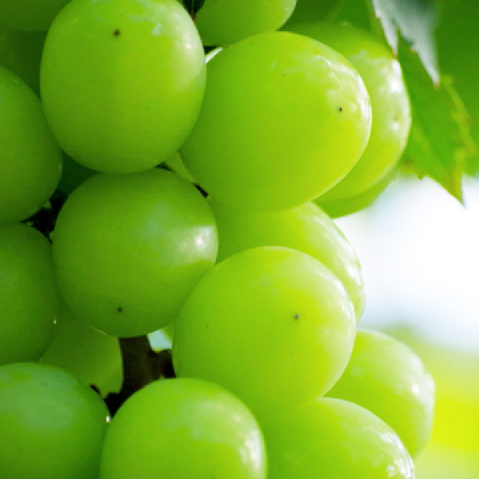 ふえふき旬のフルーツ定期便（桃・シャインマスカット）全2回【LL】 109-023