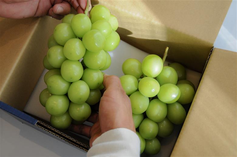 【2026年発送★先行予約】笛吹市産　厳選シャインマスカット［2.5kg］（4～6房）フルーツ大国！山梨県笛吹市より産地直送 209-004 OUTTA REACH JAPAN