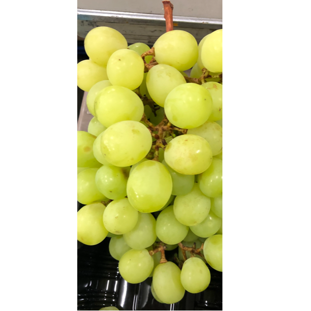 【2026年発送★先行予約】山梨県笛吹市産　わけありシャインマスカット　1kg　2房から3房 223-008