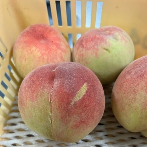 【2026年発送★先行予約】山梨県笛吹市産　ご家庭用桃(わけあり)　1kg　3玉～5玉 223-015