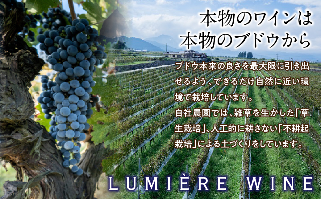 ルミエール ～ワイン定期便フルコース～063-005|ワイン 定期便ワイン 定期便ワイン 定期便ワイン 定期便ワイン 定期便ワイン 定期便ワイン 定期便ワイン 定期便ワイン 定期便ワイン 定期便ワイン 定期便ワイン 定期便ワイン 定期便ワイン 定期便|