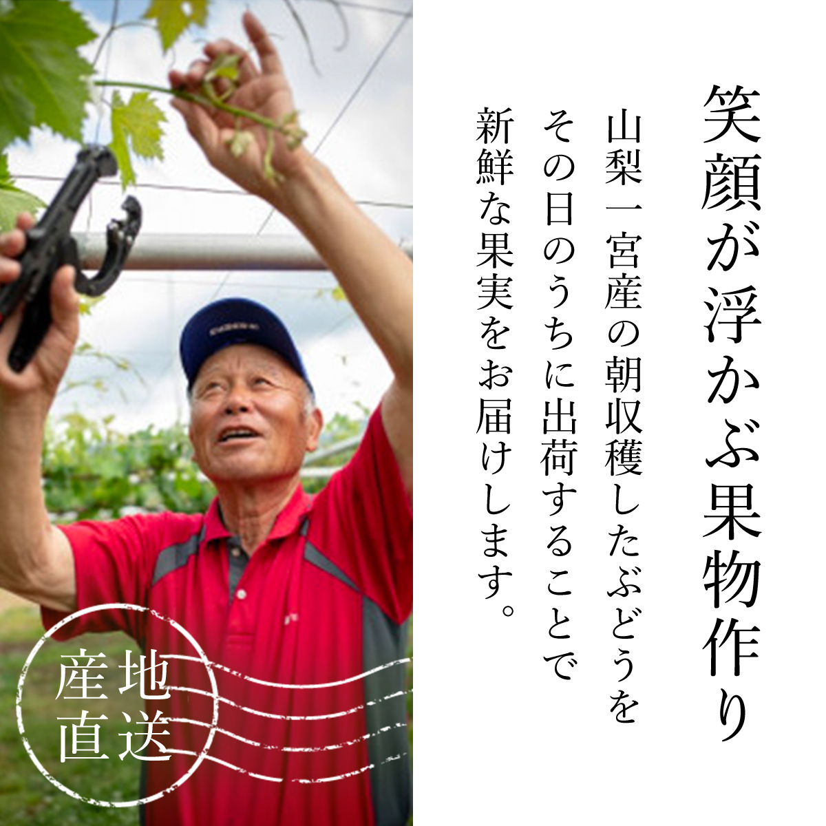 【2026年発送★先行予約】シャインマスカット ビックサイズ１房　山梨県笛吹市一宮産 朝採り 産地直送 088-041