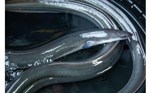 【訳あり】山梨県産富士山脈の地下水うなぎの蒲焼　3尾400g以上+100g肝焼きセット138-004|うなぎ 蒲焼 訳あり国産うなぎ 蒲焼 訳あり国産うなぎ 蒲焼 訳あり国産うなぎ 蒲焼 訳あり国産うなぎ 蒲焼 訳あり国産うなぎ 蒲焼 訳あり国産うなぎ 蒲焼 訳あり国産うなぎ 蒲焼 訳あり国産うなぎ 蒲焼 訳あり国産うなぎ 蒲焼 訳あり国産うなぎ 蒲焼 訳あり国産うなぎ 蒲焼 訳あり国産|