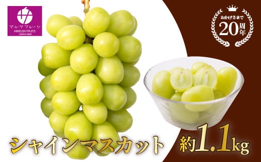 【2026年発送★先行予約】シャインマスカット 約1.1kg以上 山梨県笛吹市一宮産 朝採り 産地直送 088-023
