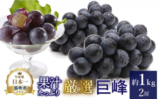 【2026年発送★先行予約】厳選!! 池田青果の巨峰　1.0kg　2房 173-003