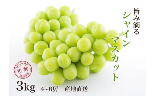 【2026年発送★先行予約】さわやかに滴るシャインマスカット 約3.0kg以上065-022