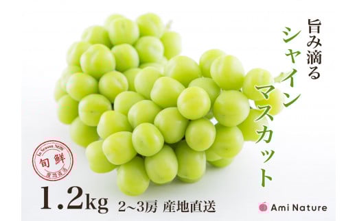 【2026年発送★先行予約】さわやかに滴るシャインマスカット 約1.2kg以上065-023
