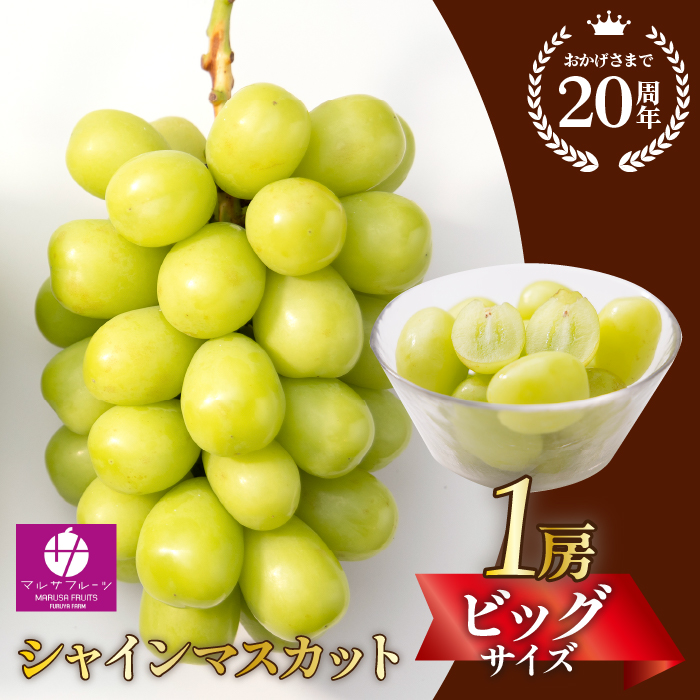 【2026年発送★先行予約】シャインマスカット ビックサイズ１房　山梨県笛吹市一宮産 朝採り 産地直送 088-041