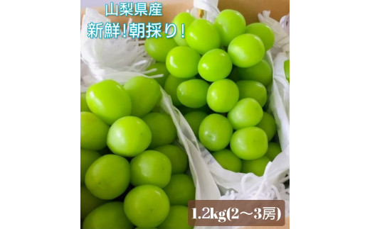 【2026年発送★先行予約】クール便 シャインマスカット 1.2㎏以上 産地厳選  106-013