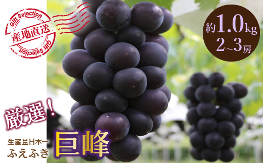 【2026年発送★先行予約】厳選！山梨県笛吹市産 巨峰 約1.0kg（2～3房） 156-011