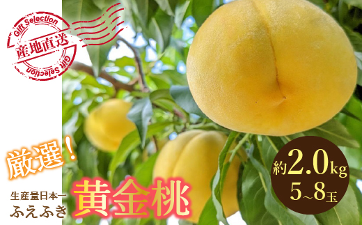 【2026年発送★先行予約】厳選！山梨県笛吹市産 黄金桃 約2kg (5～8玉)156-012