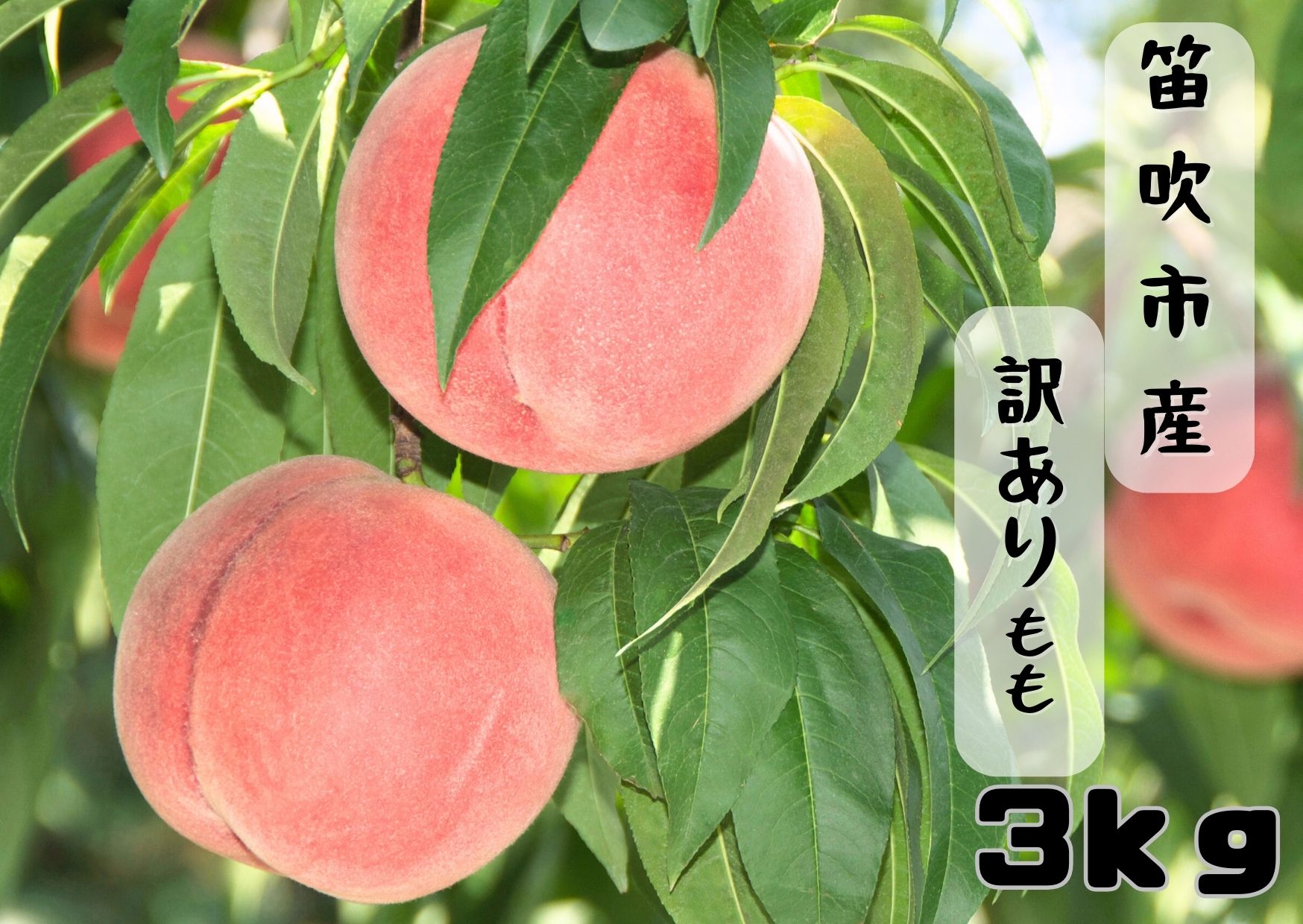【2026年発送★先行予約】笛吹市産訳あり桃 約3kg 167-026 ※東北、関東、信越、中部のみ発送