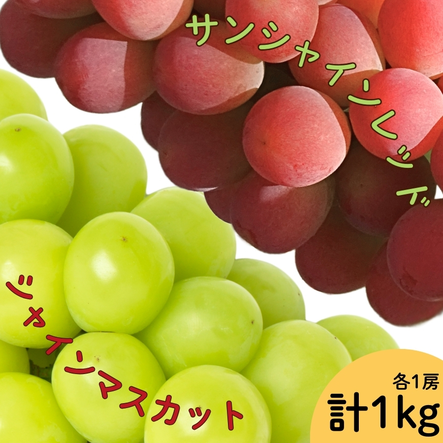 【2026年発送★先行予約】サンシャインレッド・シャインマスカット２房セット　1ｋｇ以上 167-165