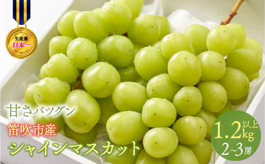 【2026年発送★先行予約】甘さ抜群プリプリ　シャインマスカット　2～3房　1.2kg以上 168-001-26y